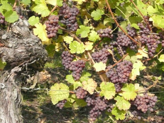Cep de vigne et raisins