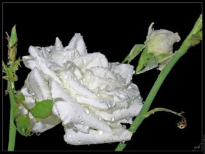 rose-blanche-apres-la-pluie-bbb-dscn4095