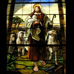 shepherd