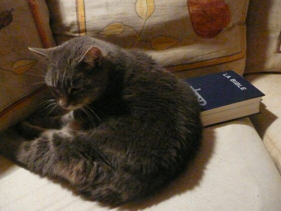 Mitzy Bible