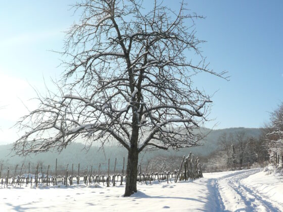 Arbre neige