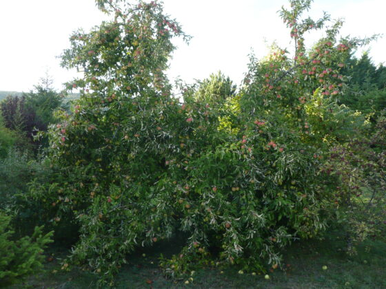 Pommier pommes