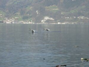 Lac des quatre cantons