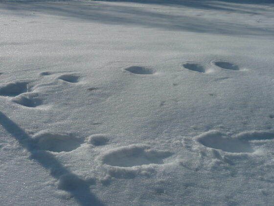Traces dans la neige