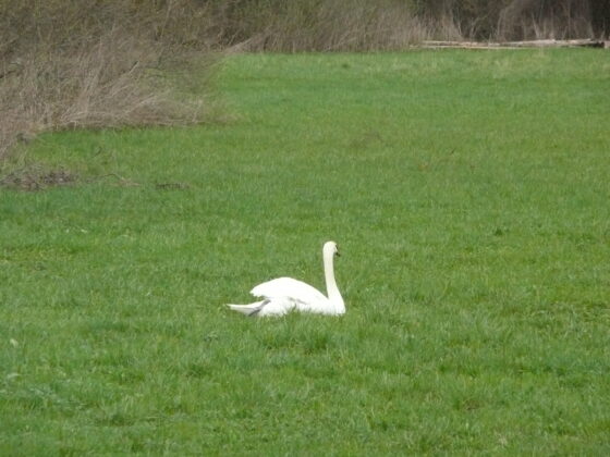Cygne dans pré