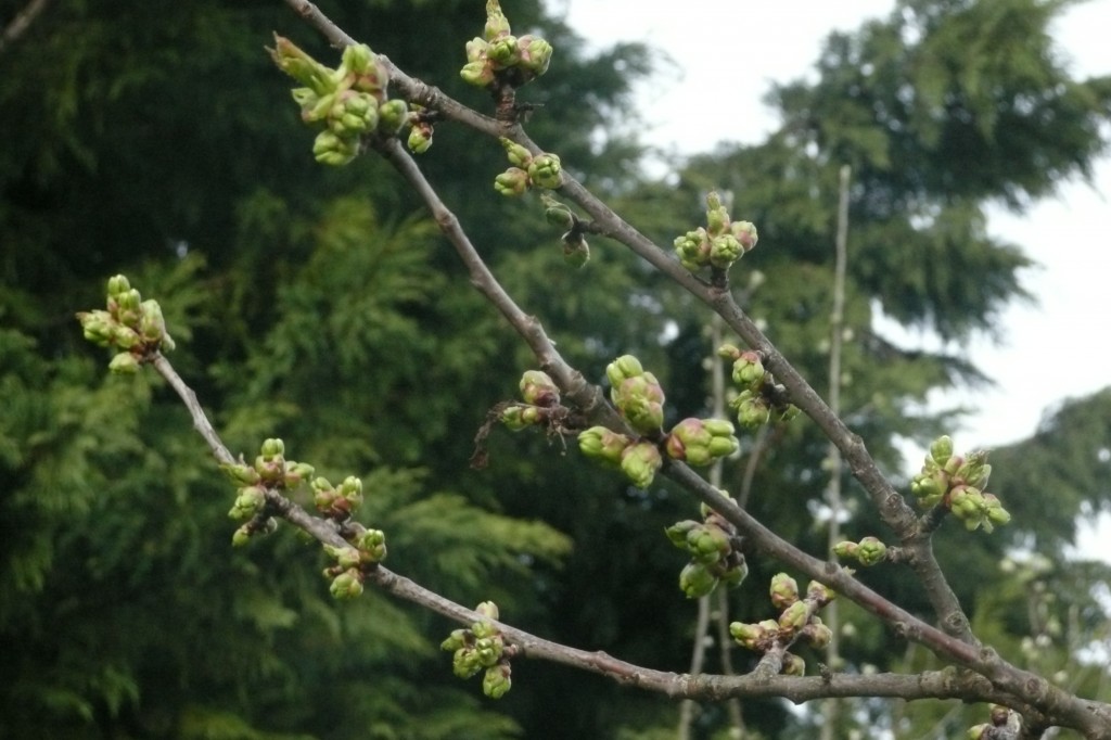 Bourgeons