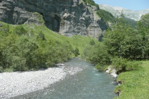 Arbre planté près d'un ruisseau