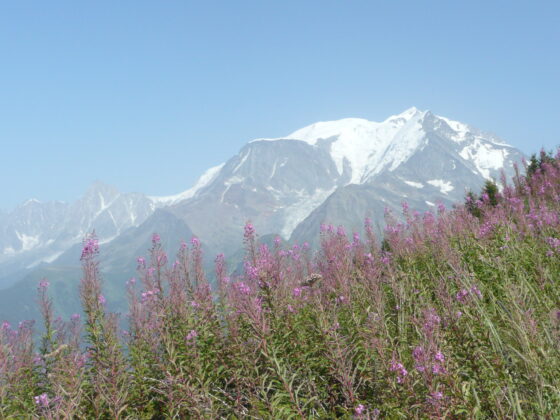 Mont Blanc épilobes