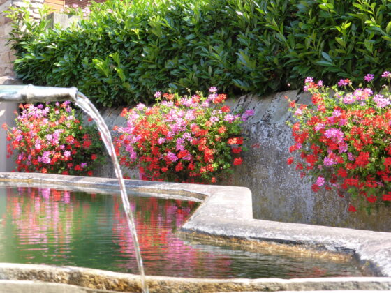 Fontaine géraniums