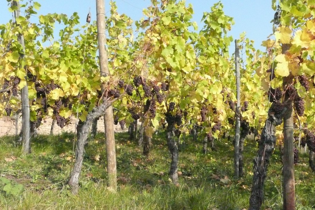 Vignes