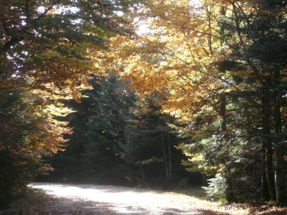 Arbres Boenlesgrab arche