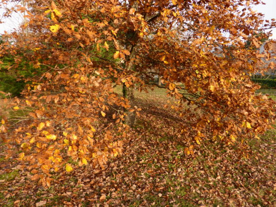 Feuilles mortes chêne