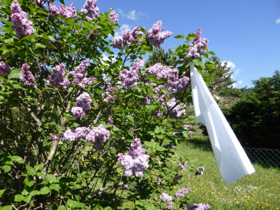 Lilas liberté