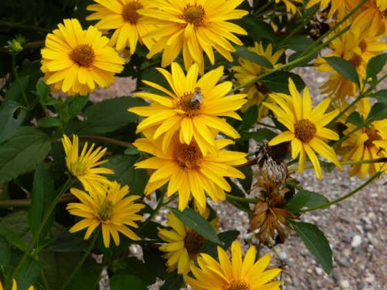 Fleurs jaunes