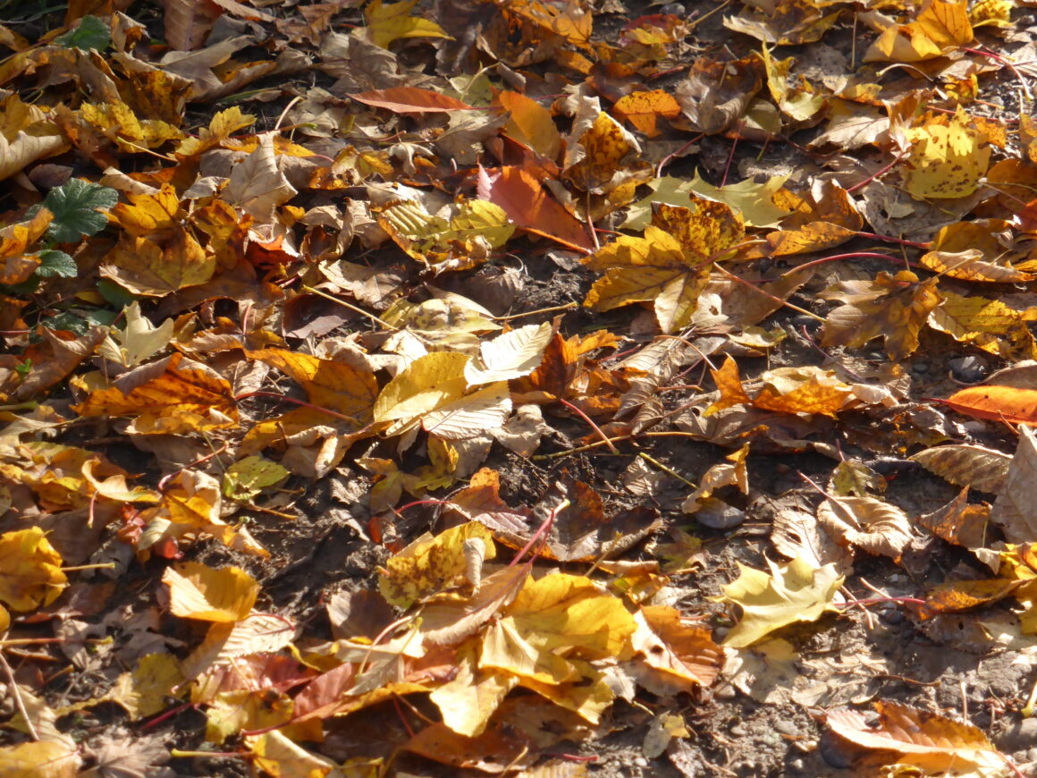 Feuilles mortes