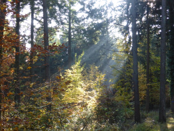 Rayons de lumière forêt