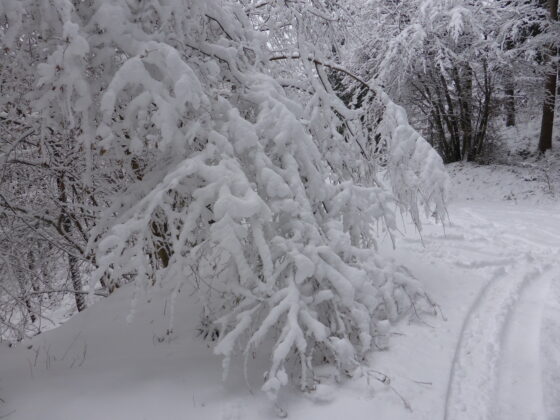 Neige