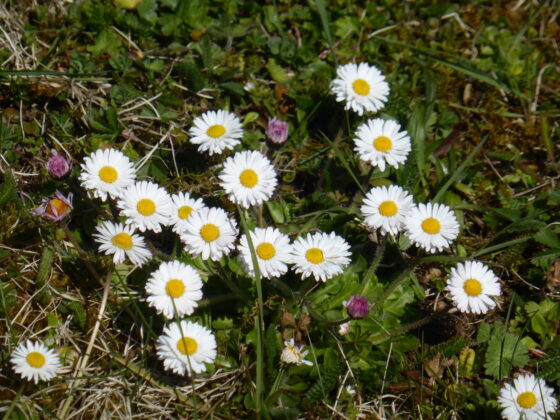 Pâquerettes