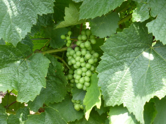 Raisin vert