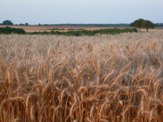 Epis de blé Bourgogne