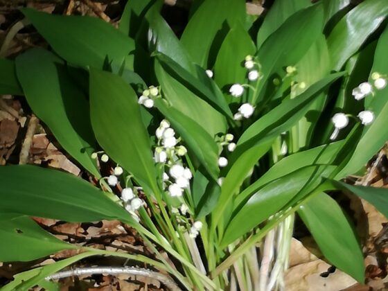 Muguet