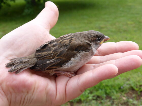 Oiseau dans main