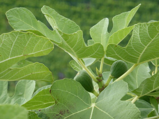 Jeunes figues et feuilles