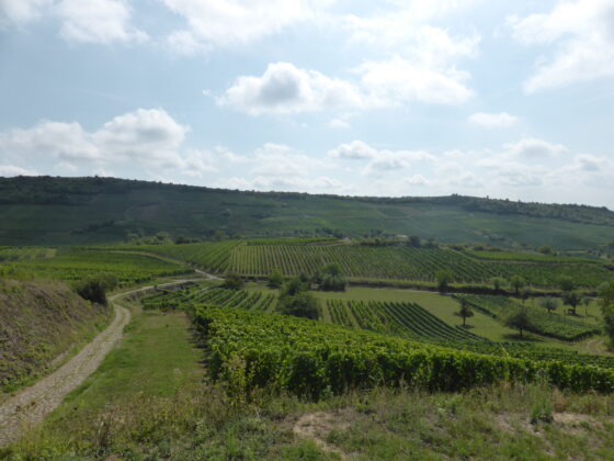 Chemin vigne été