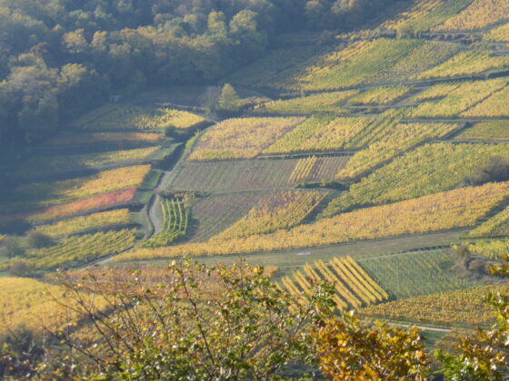 Vigne automne