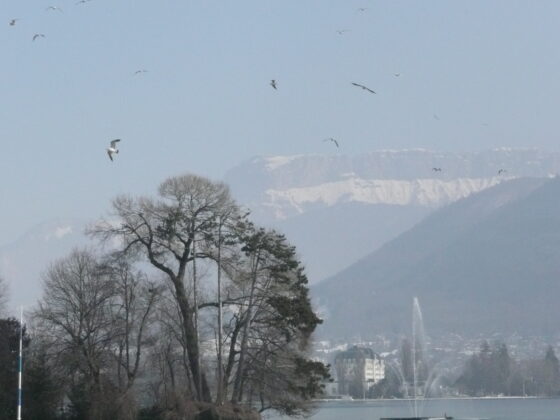 Oiseaux lac d'Annecy