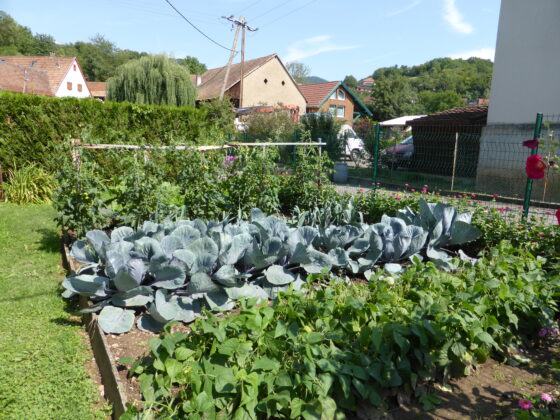Potager