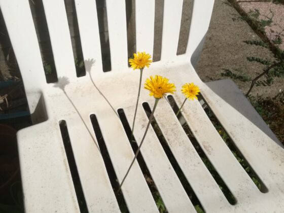 Trois fleurs Trinité