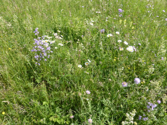 Pré fleuri