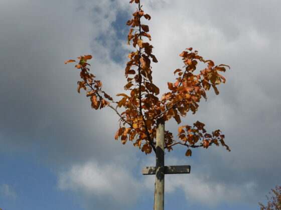 Croix automne