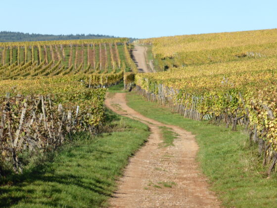 Chemin vignes Bollenberg