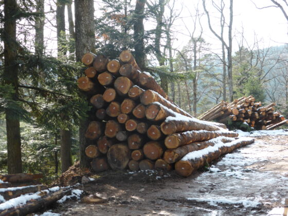Coupe de bois neige