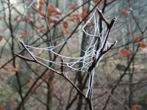 Toile d'araignée givre