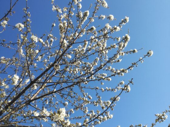 Cerisier en fleurs