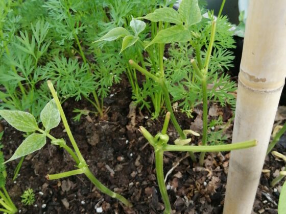 Pousses de haricots