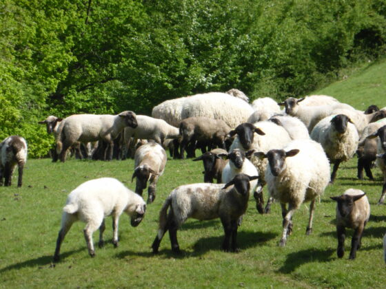 Brebis et agneaux