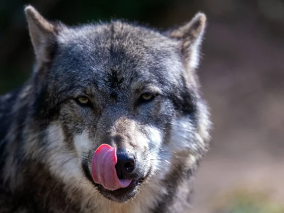 Loup