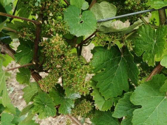 Jeune grappe de raisin